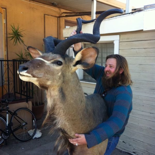 Taxidermied kudu on Craigslist