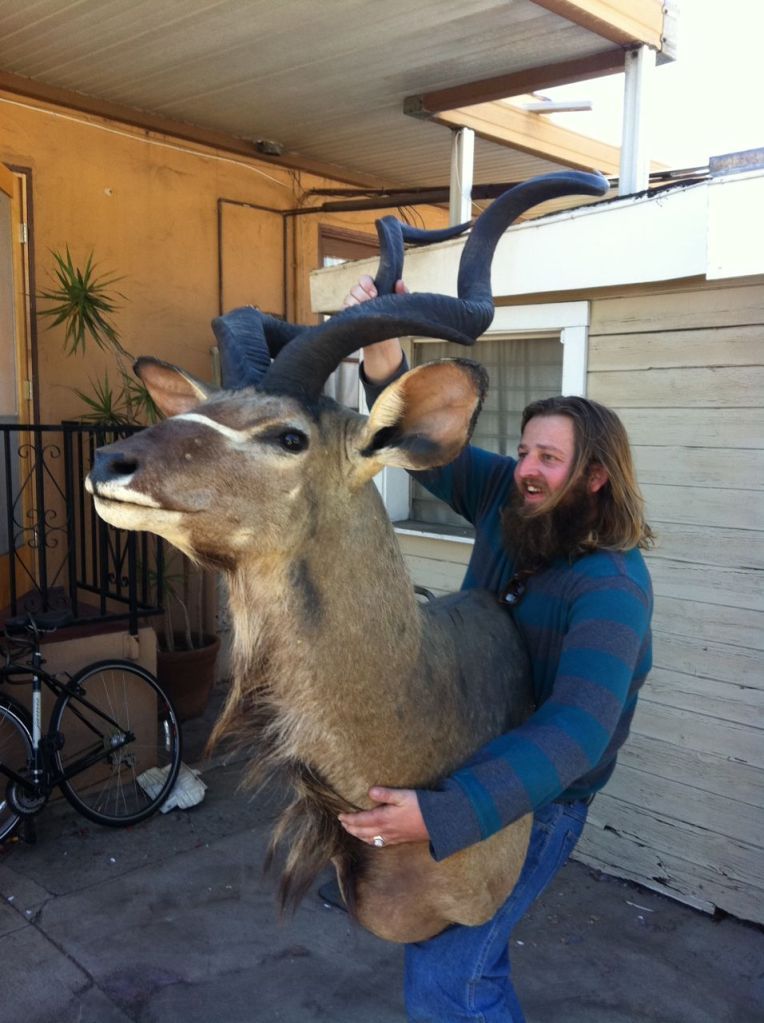 Taxidermied kudu on Craigslist