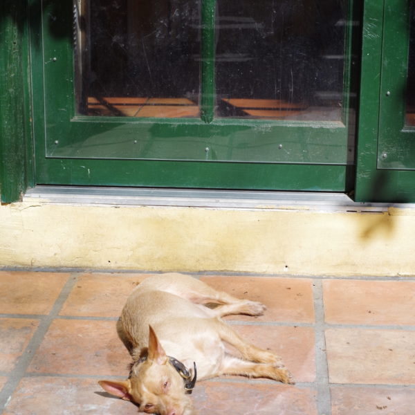 Q & Answer: Dog Accessories That Don&rsquo;t Suck