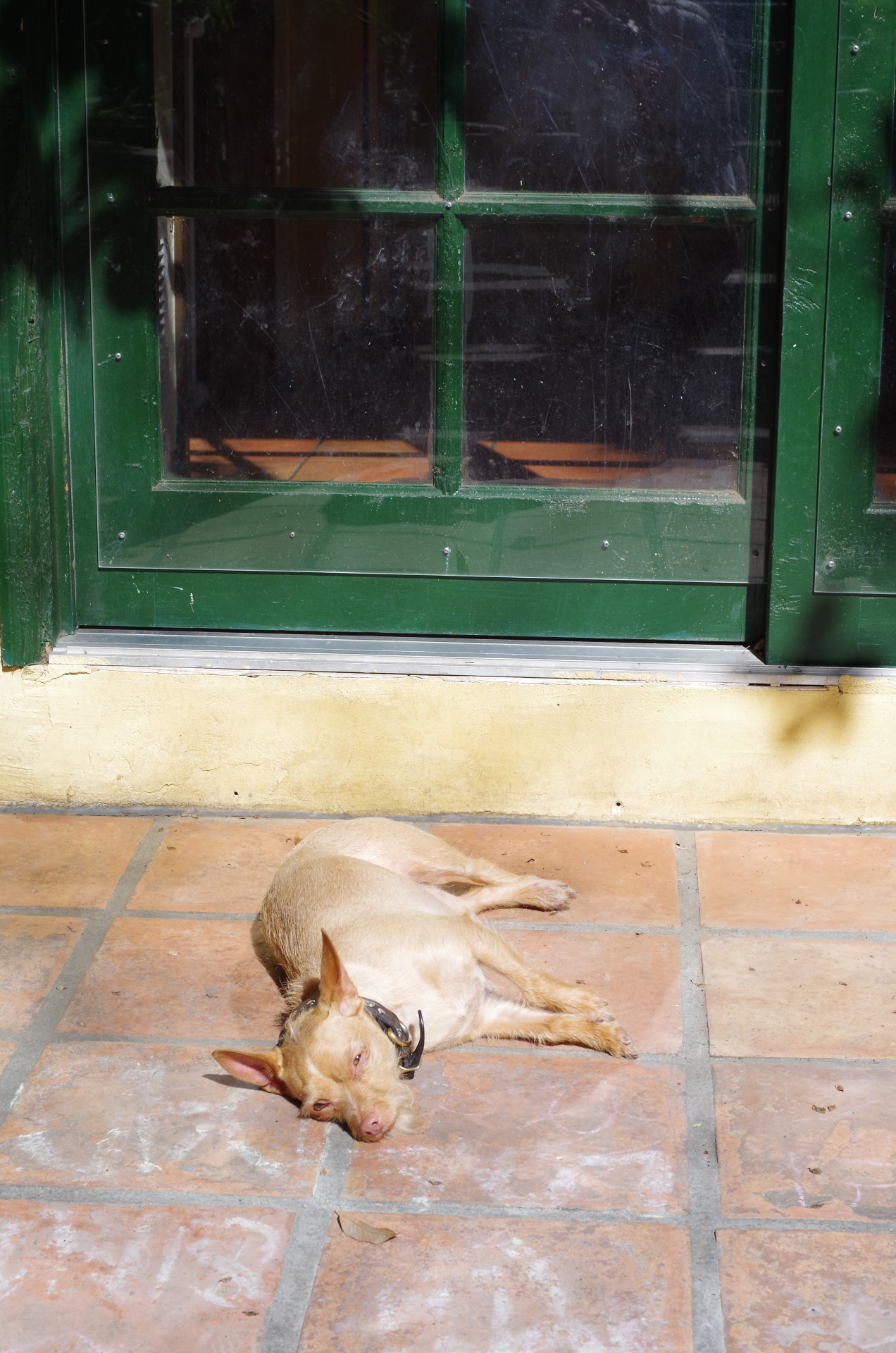 Q & Answer: Dog Accessories That Don&rsquo;t Suck