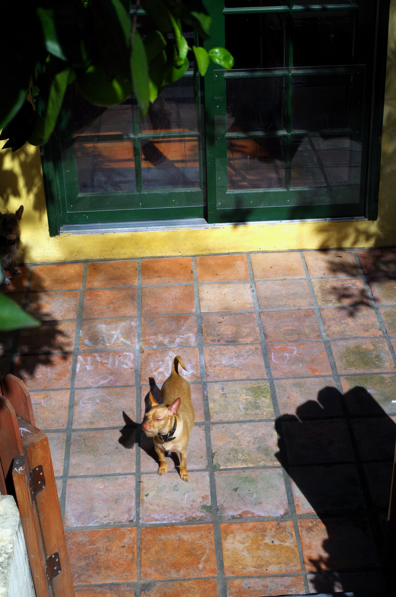 A Doggie Addendum: Arrow K9 Products