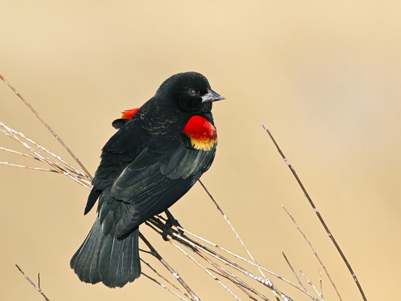 Sexual Dichromatism: Don’t Pity the Peahen